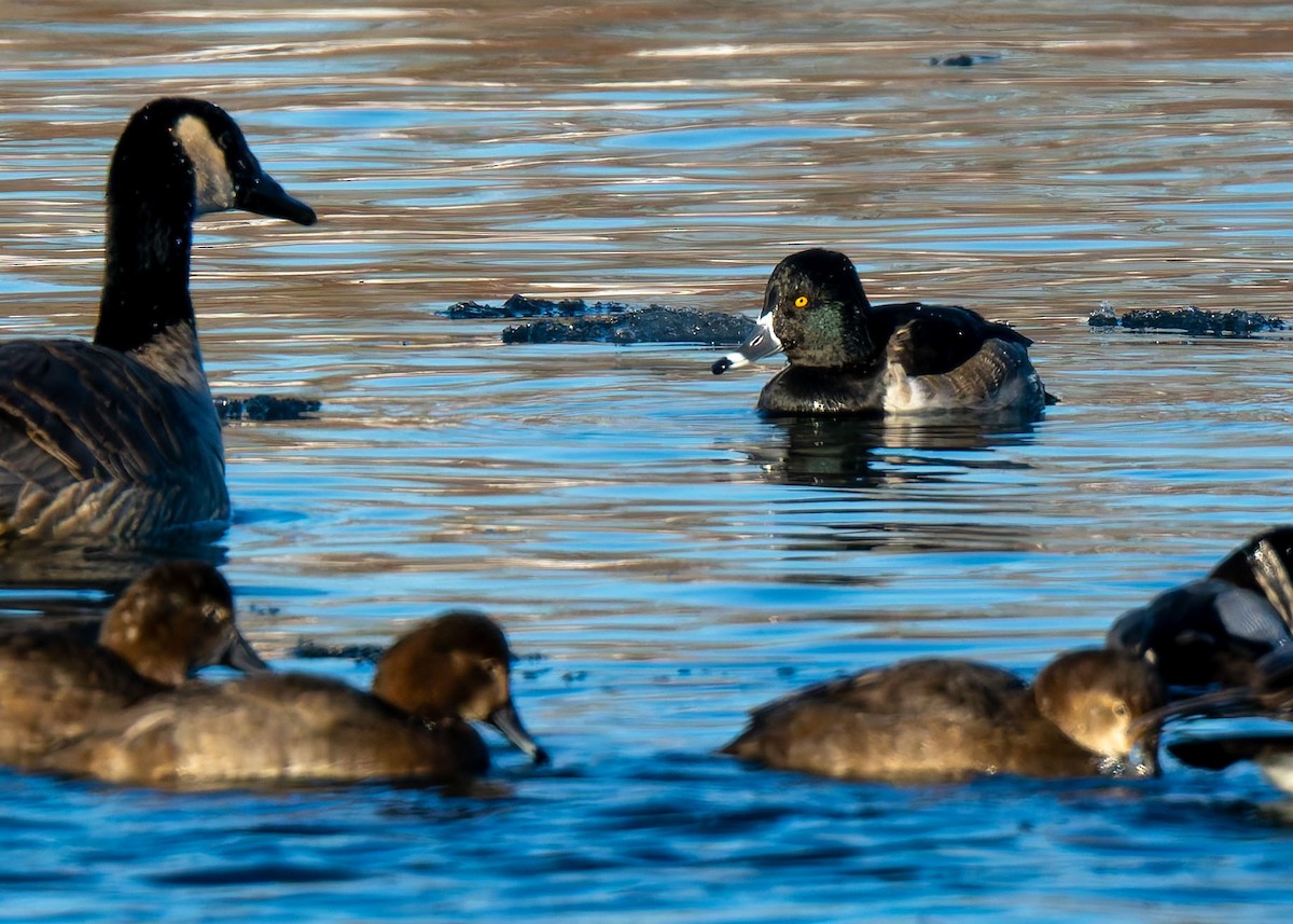 Ring-necked Duck - ML646121530