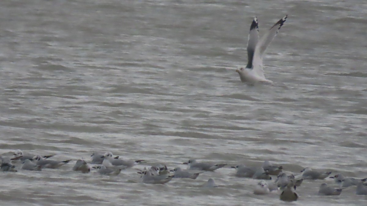 Бонапартова чайка - ML646121531