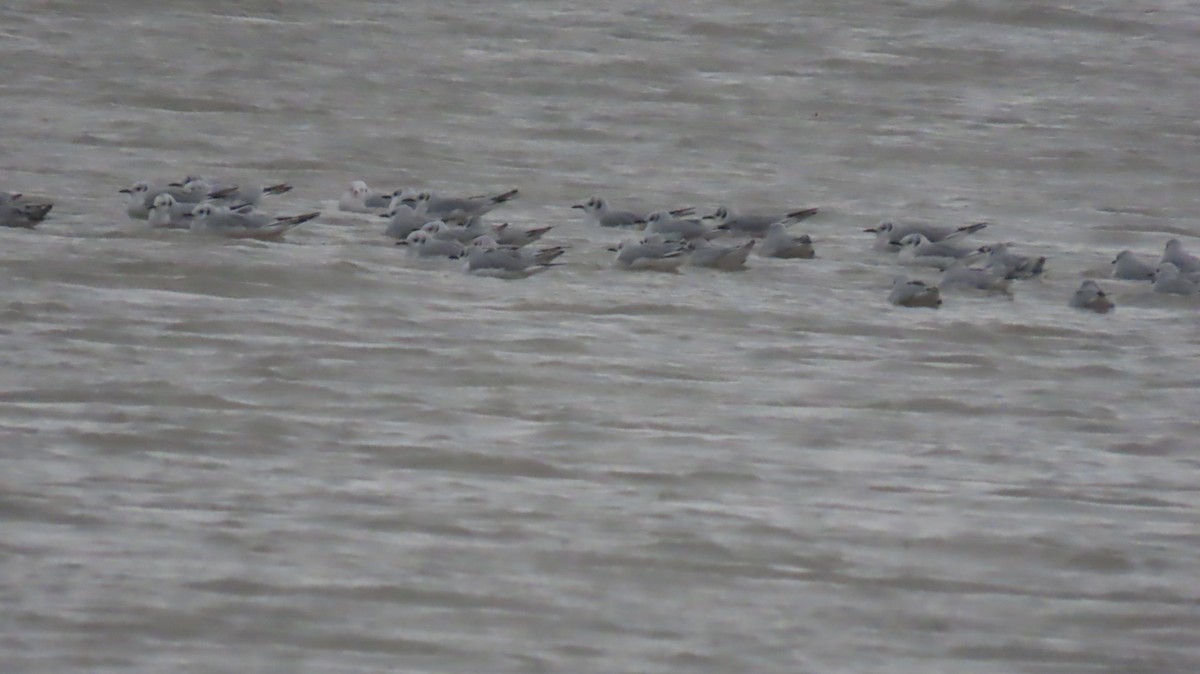 Бонапартова чайка - ML646121532