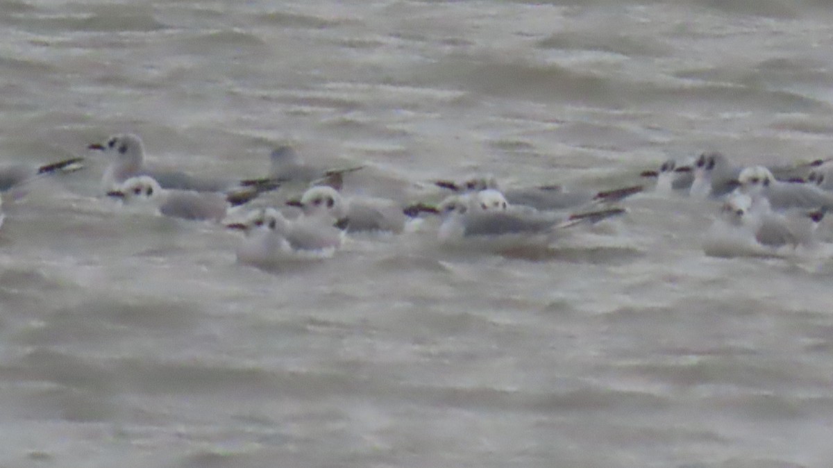 Бонапартова чайка - ML646121533