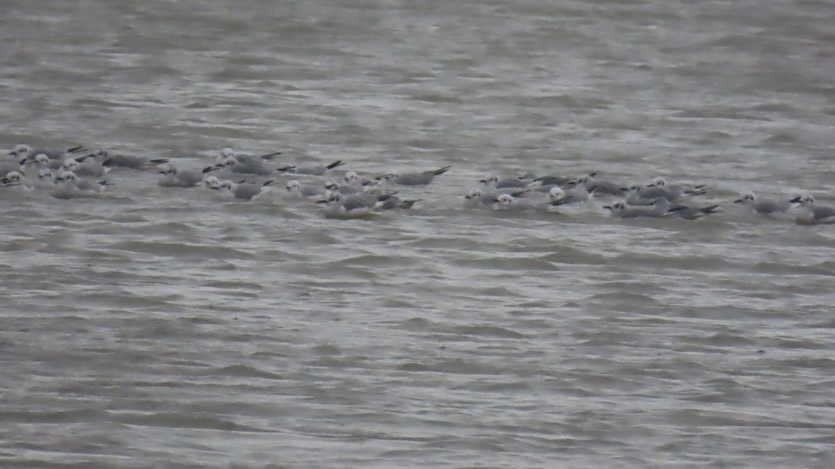 Бонапартова чайка - ML646121534