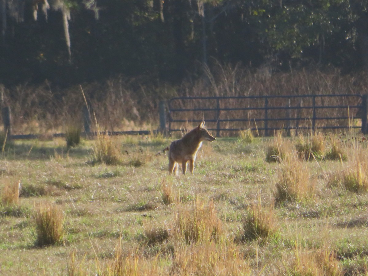 Mammals - ML646121536