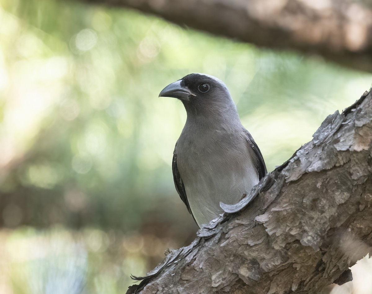 Gray Treepie - ML646121547