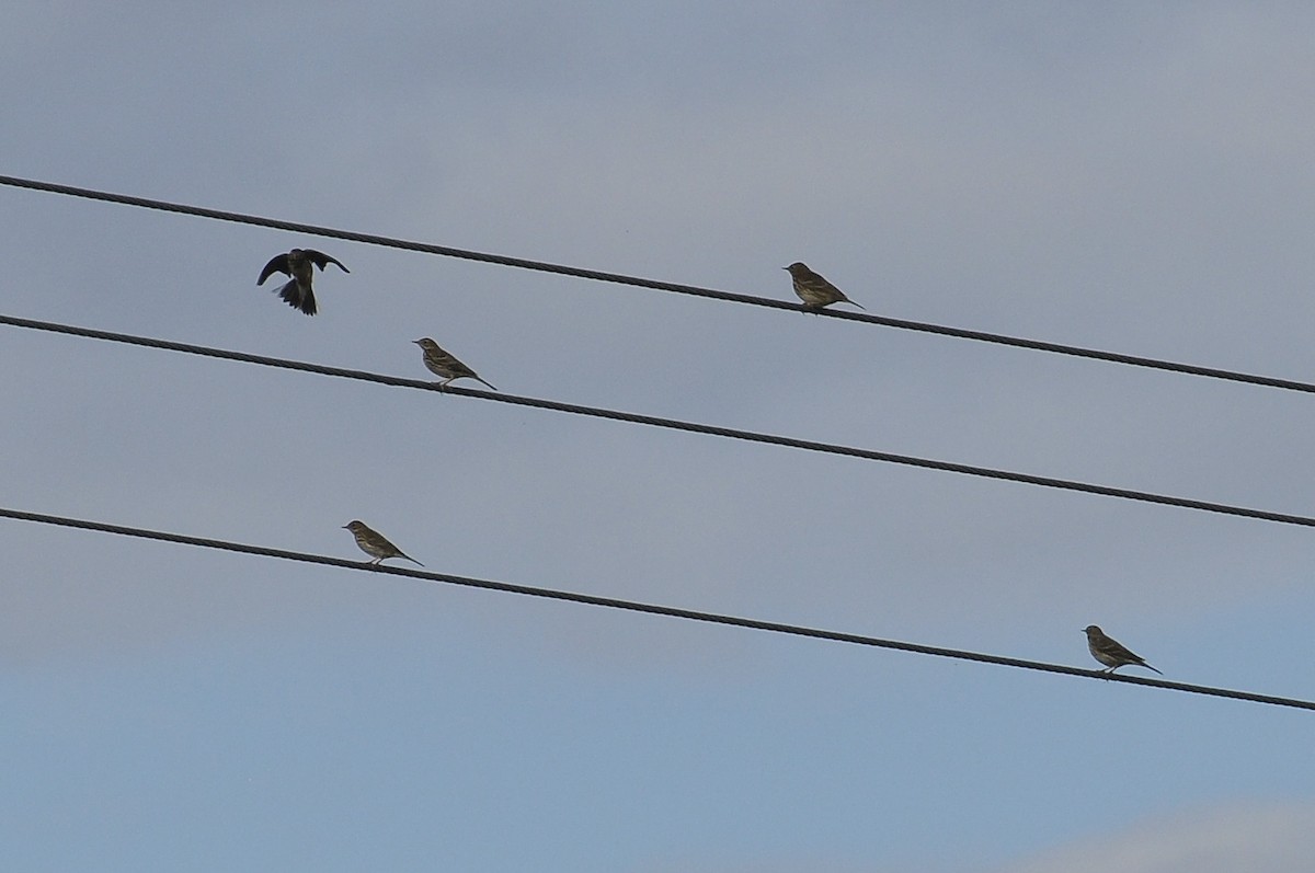 Meadow Pipit - ML646121549