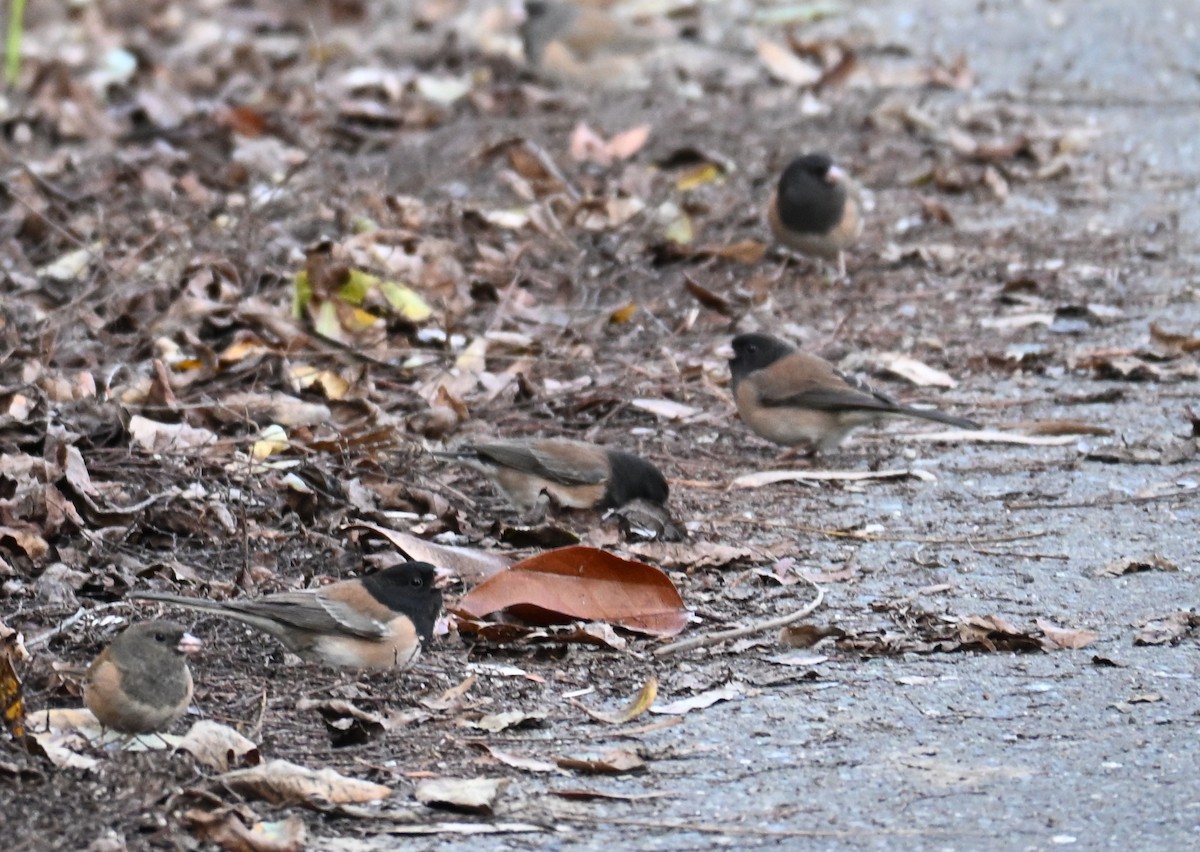 Dark-eyed Junco - ML646121550