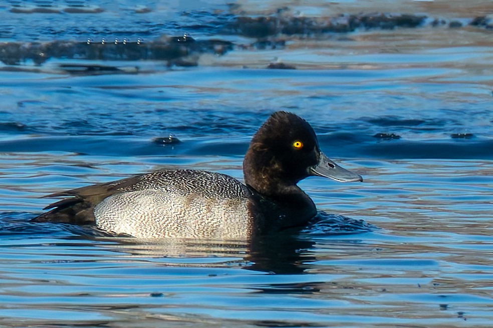 Lesser Scaup - ML646121551