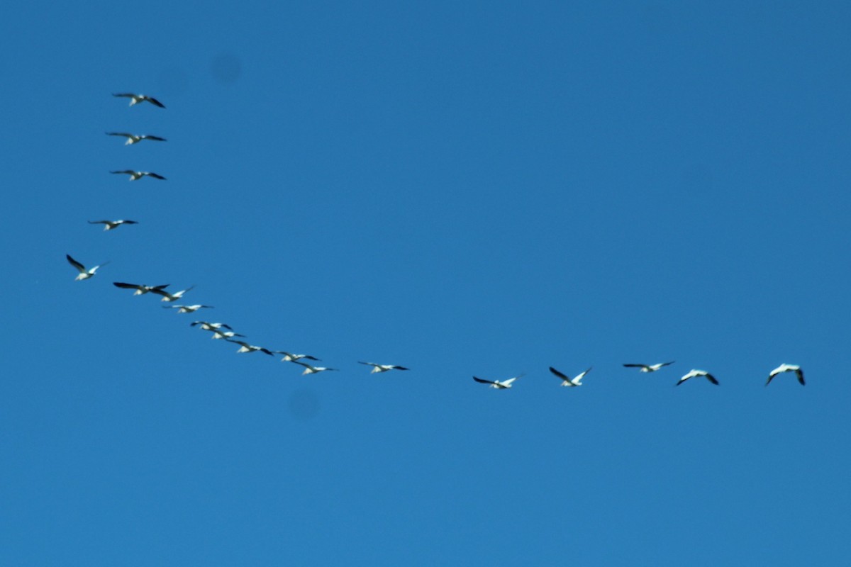 American White Pelican - ML646121552
