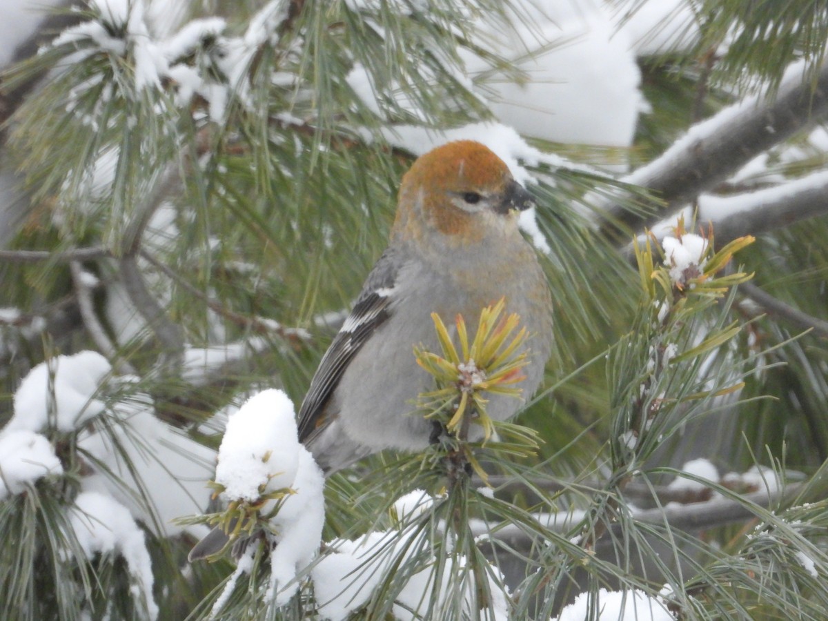 Pine Grosbeak - ML646121553