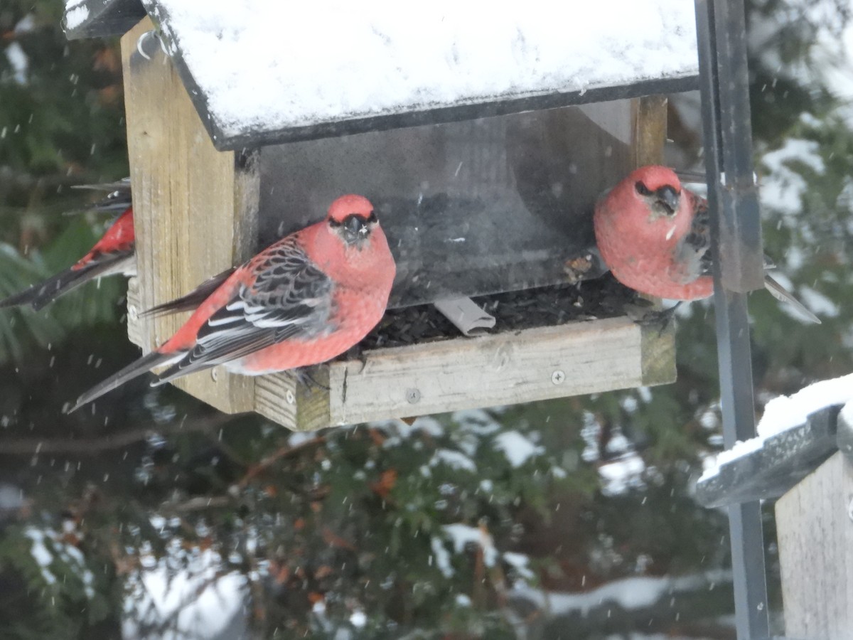 Pine Grosbeak - ML646121554