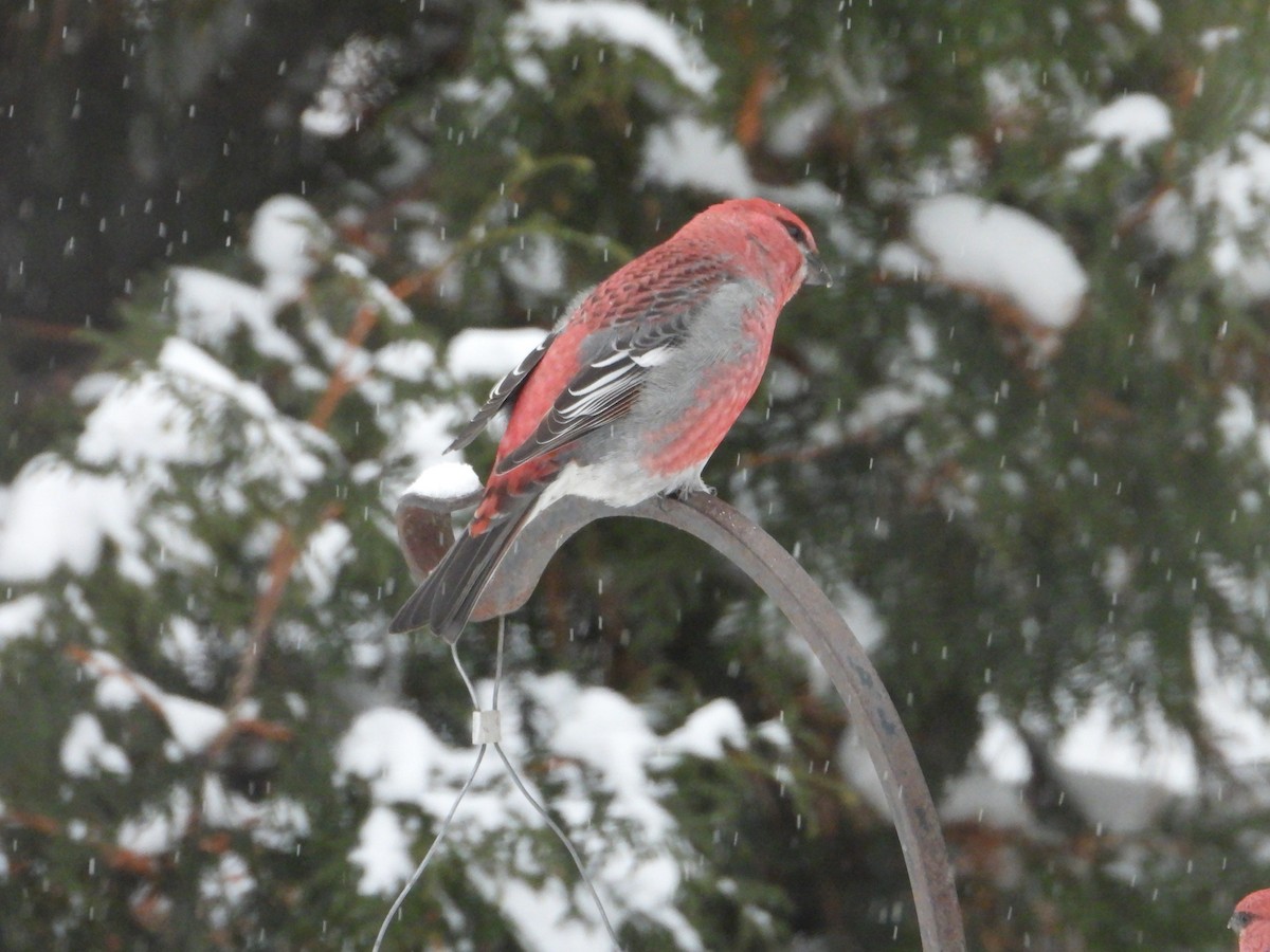 Pine Grosbeak - ML646121555