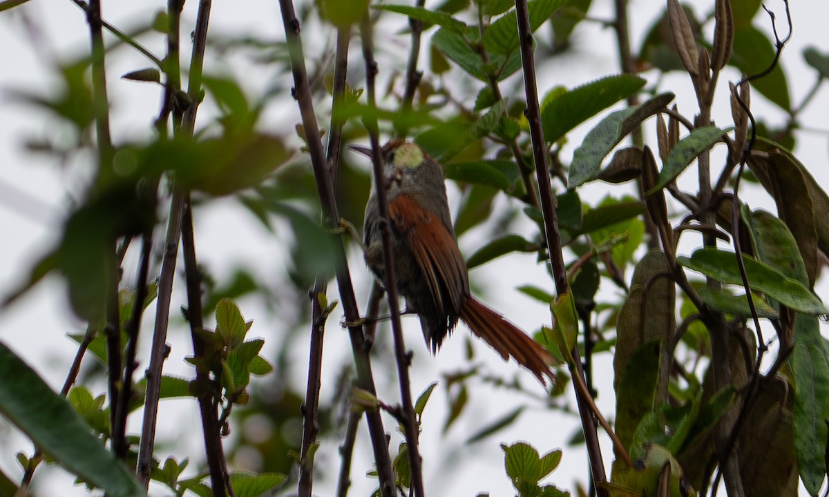 Line-cheeked Spinetail (Line-cheeked) - ML646121556