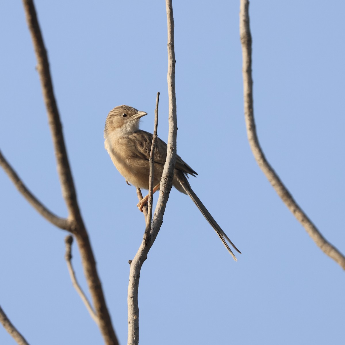 Common Babbler - ML646121557