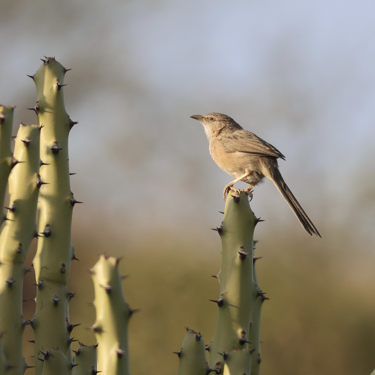 Common Babbler - ML646121558