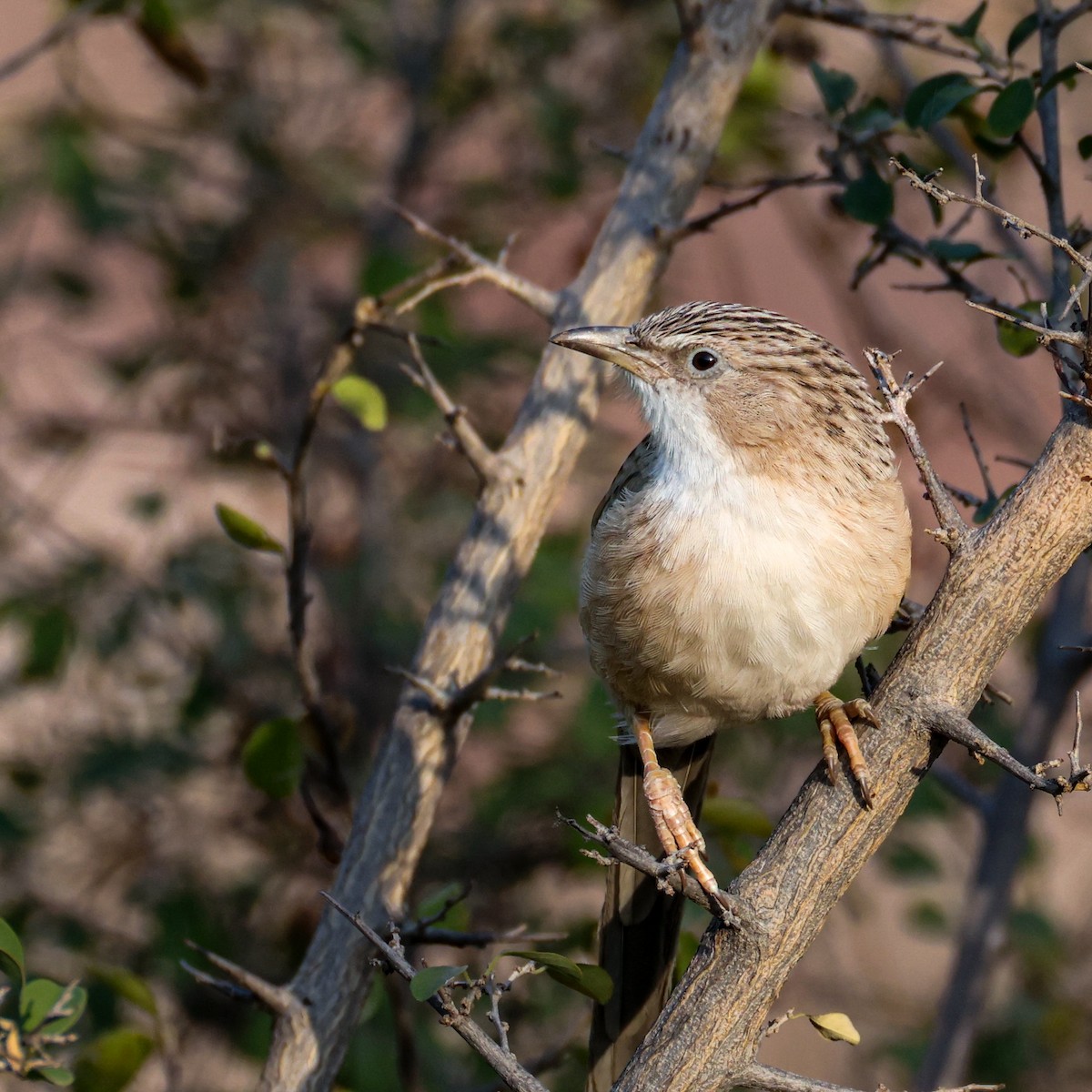 Common Babbler - ML646121559