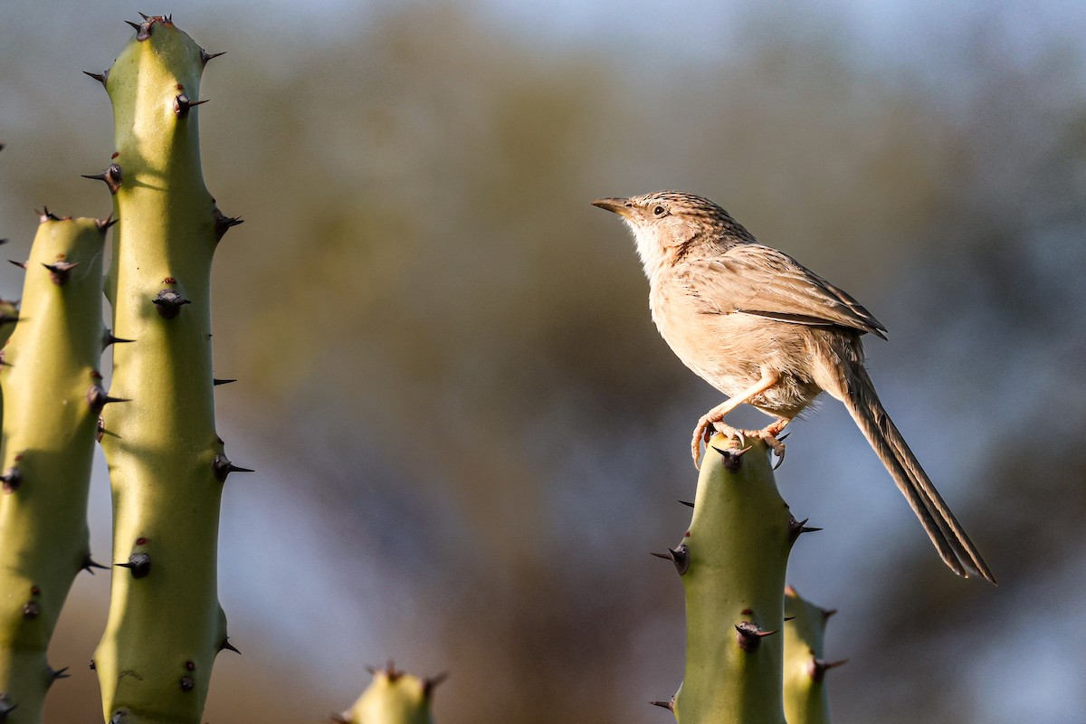 Common Babbler - ML646121560