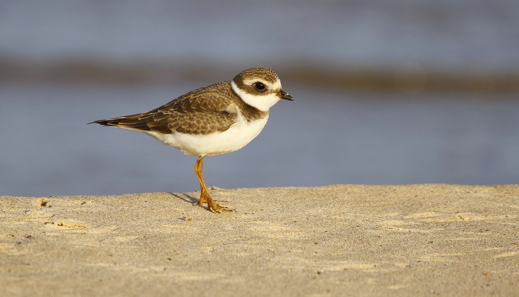 Semipalmated Plover - ML646121561
