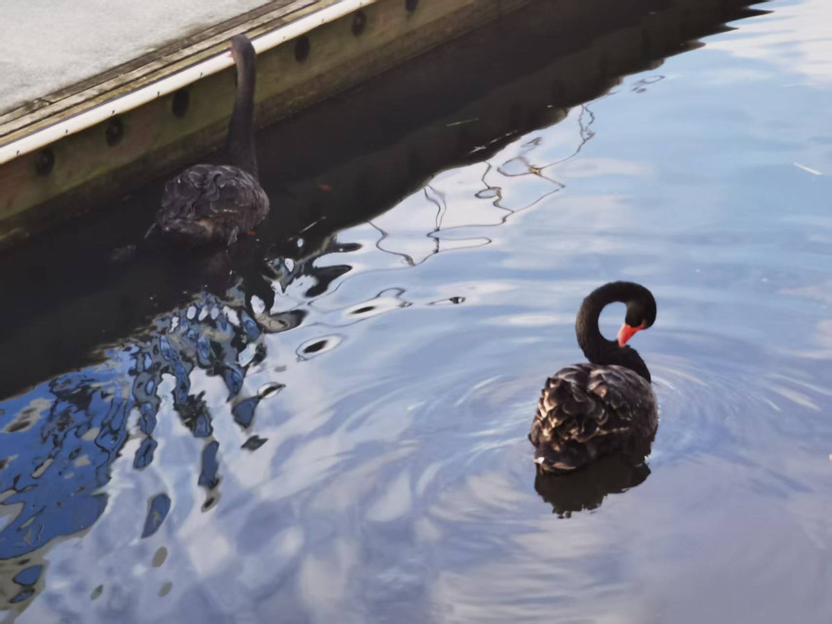 Black Swan - ML646121562