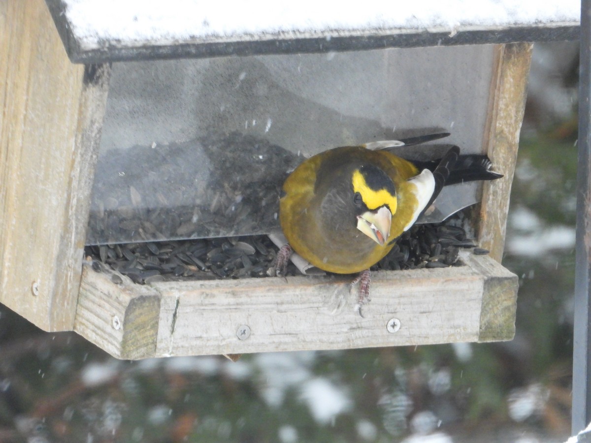 Evening Grosbeak - ML646121563
