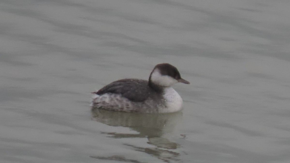 Horned Grebe - ML646121568