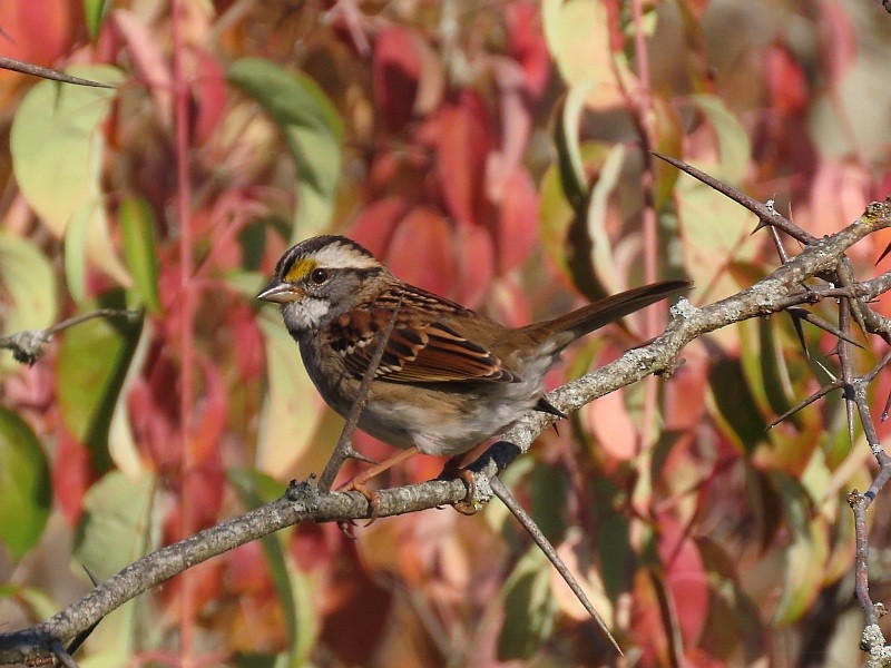 White-throated Sparrow - ML646121574