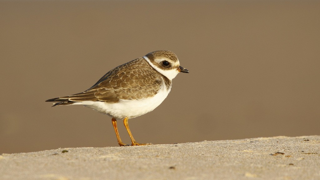 Semipalmated Plover - ML646121575