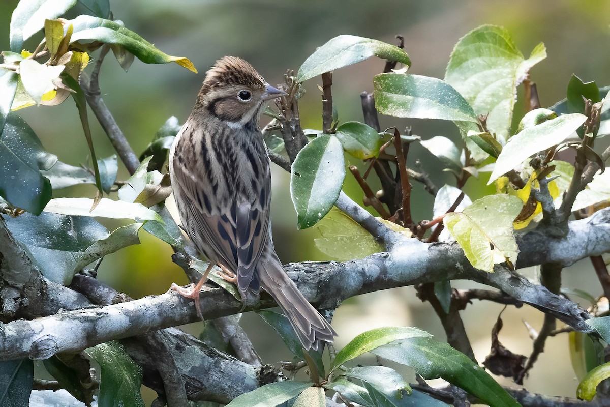Little Bunting - ML646121576
