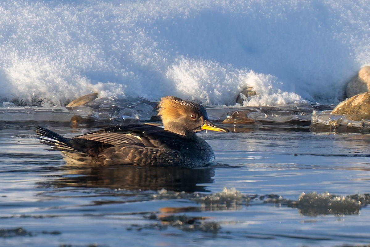 Hooded Merganser - ML646121577