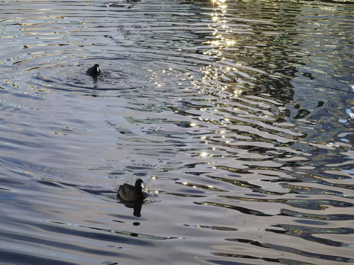Eurasian Coot - ML646121578
