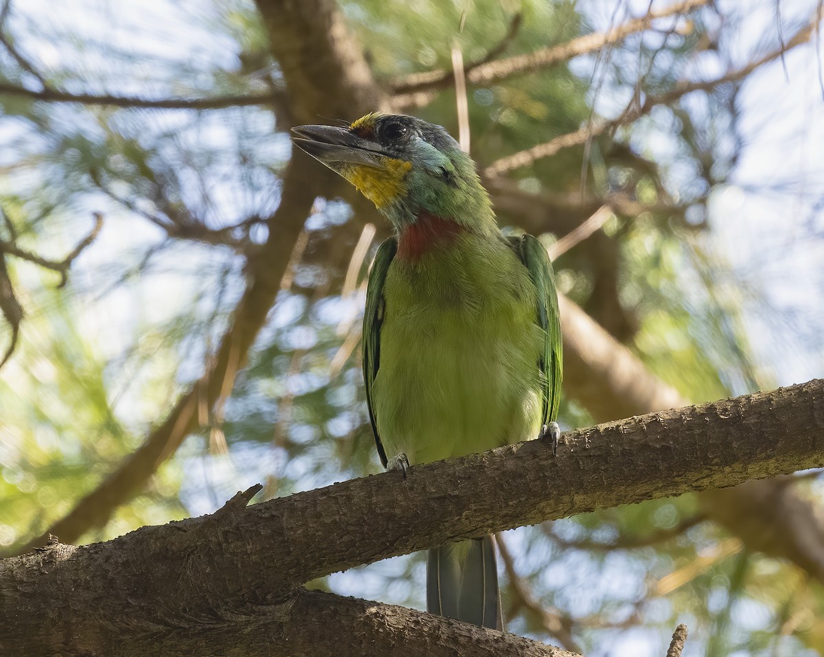 Taiwan Barbet - ML646121579