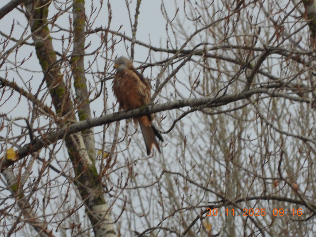 Red Kite - ML646121580