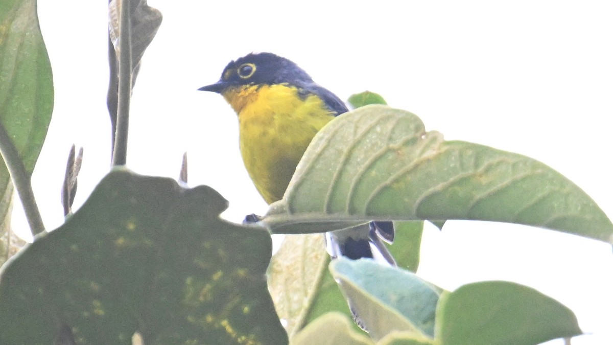 Spectacled Redstart - ML646121581