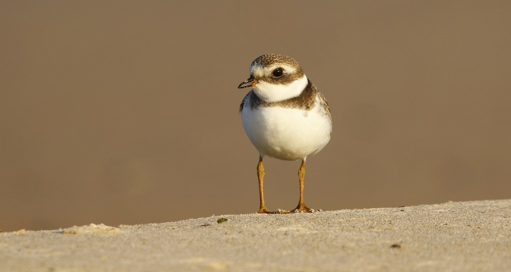 Semipalmated Plover - ML646121582
