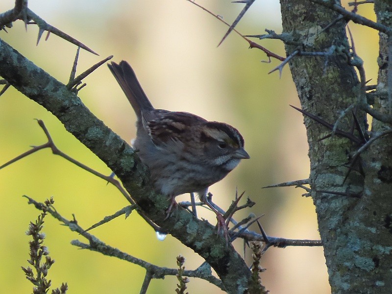 Song Sparrow - ML646121583