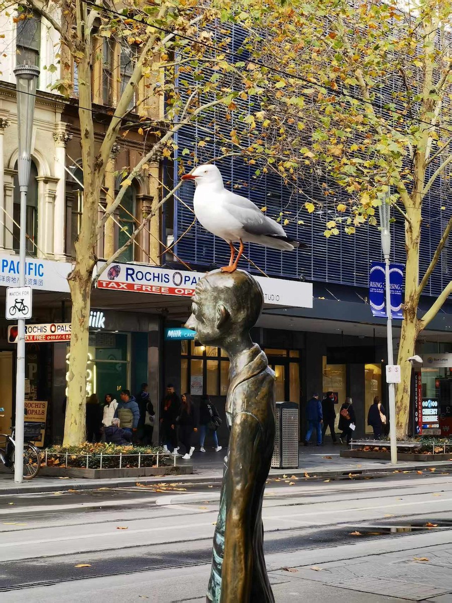 Silver Gull - ML646121584