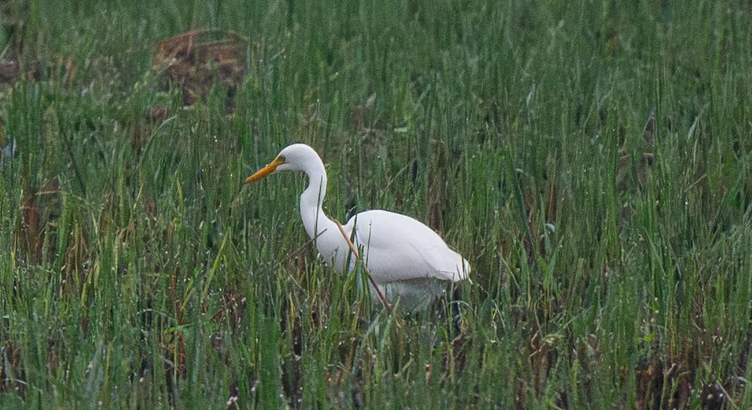 Medium Egret - ML646121585