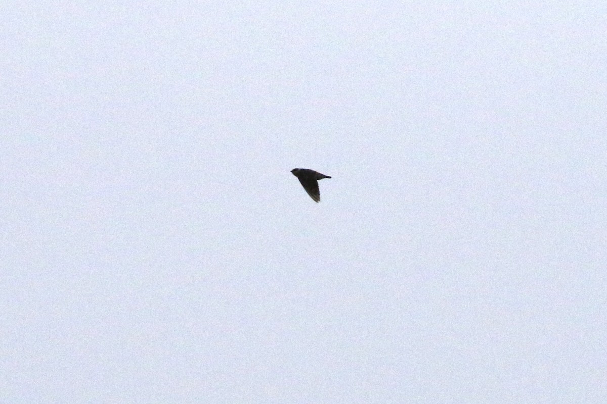 Cave Swallow - ML646121588