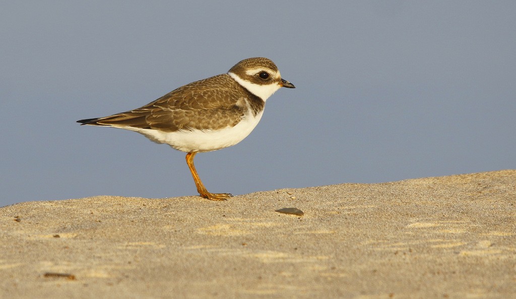 Semipalmated Plover - ML646121590