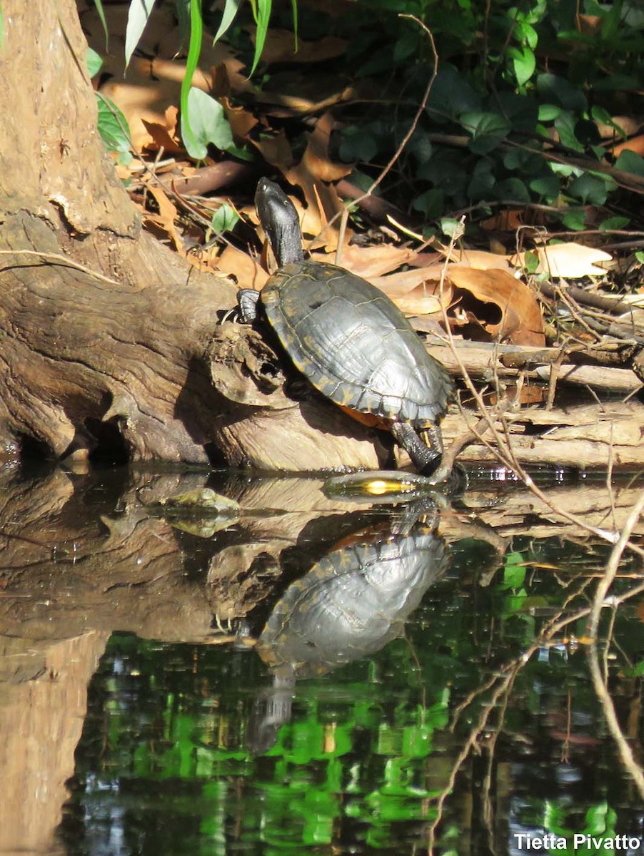 Animals - ML646121591