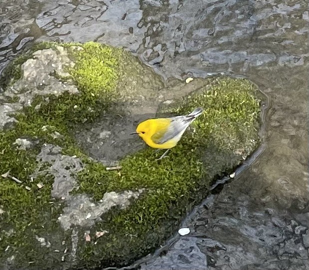 Paruline orangée - ML646121592