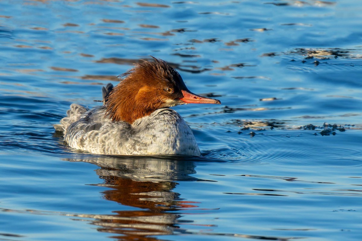 Common Merganser - ML646121595