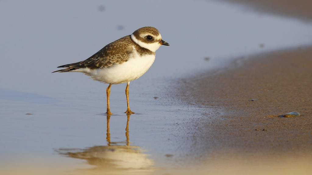 Semipalmated Plover - ML646121596