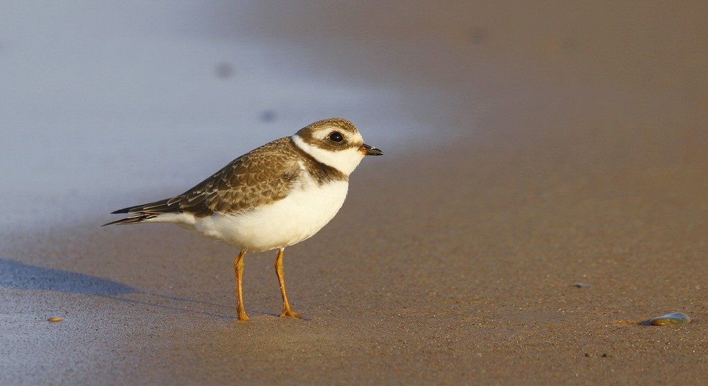 Semipalmated Plover - ML646121598