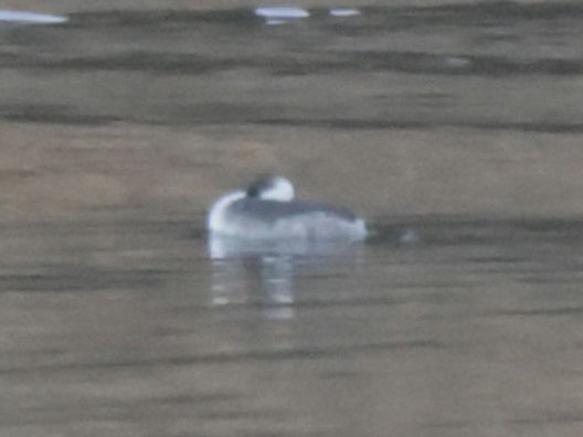 Horned Grebe - ML646121614