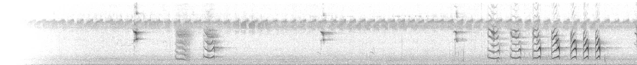 White-plumed Honeyeater - ML646121617