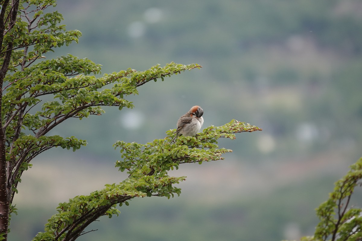 Rufous-collared Sparrow - ML646121618