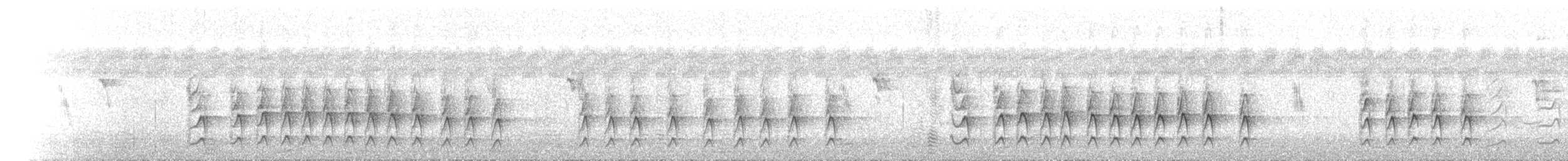 White-plumed Honeyeater - ML646121623