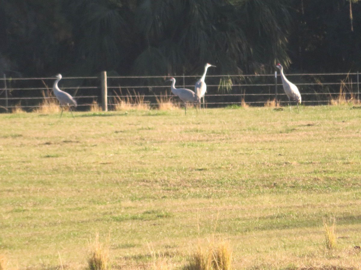 Sandhill Crane - ML646121639