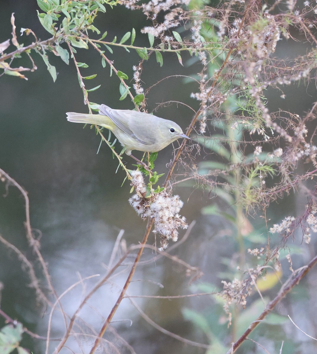 Orange-crowned Warbler - ML646121642