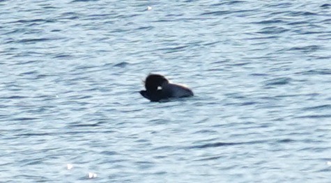 紅胸秋沙 - ML646121648