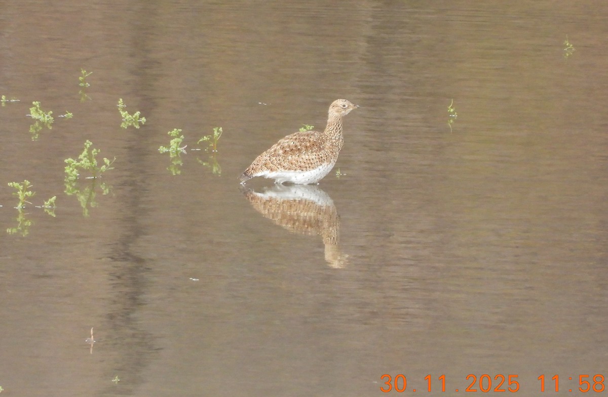 Gallina prataiola - ML646121654